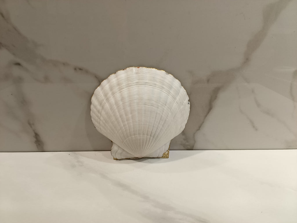 Decorated Kitten Seashell with Gold Trim