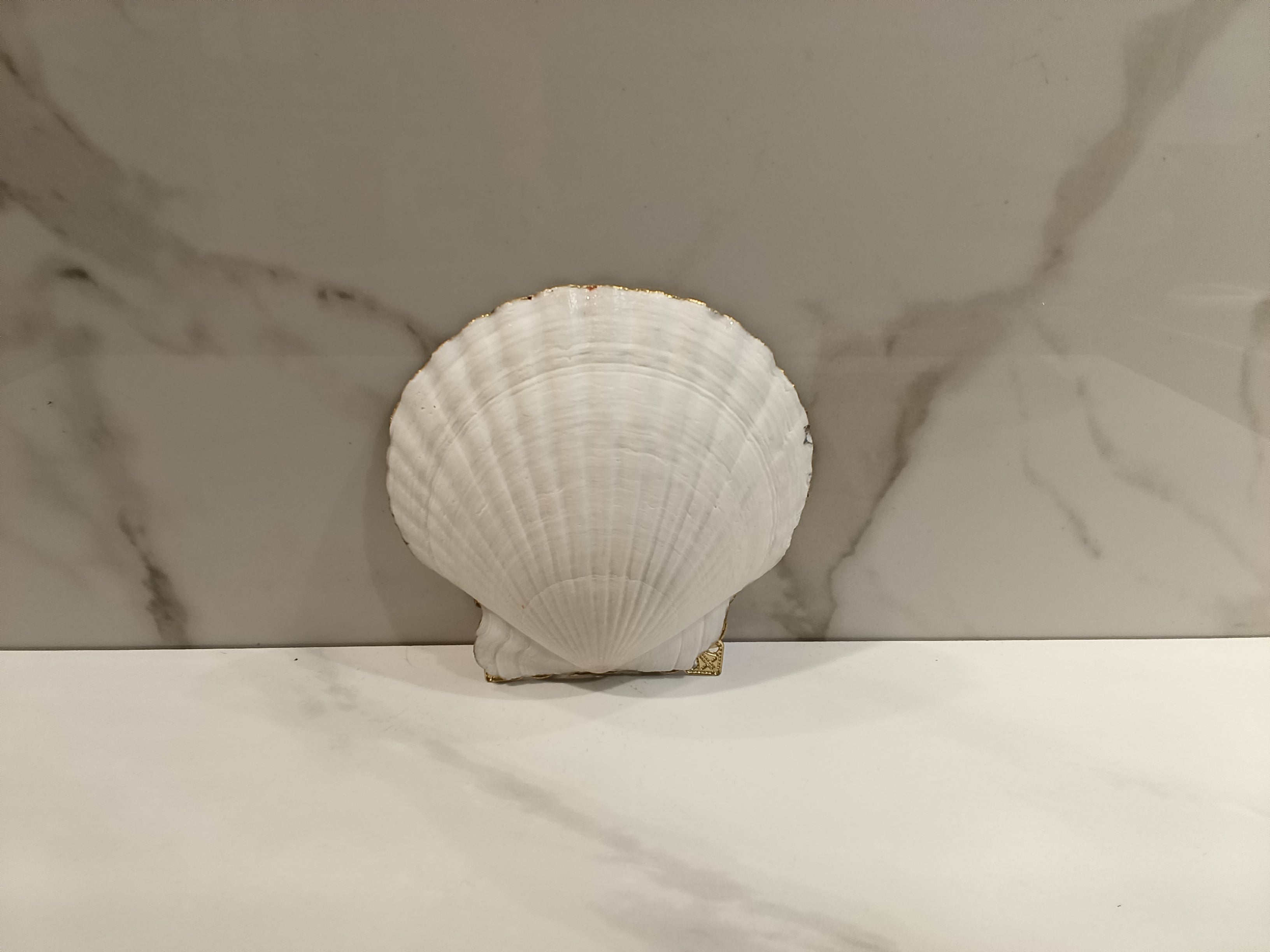 Decorated Kitten Seashell with Gold Trim