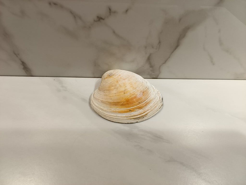 Mermaid Oyster Shell Dish with Gold Trim