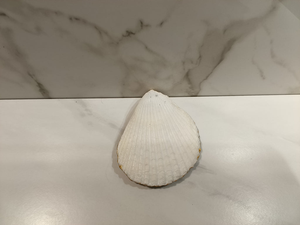Puppy in a Bucket Oyster Shell Dish with Gold Trim