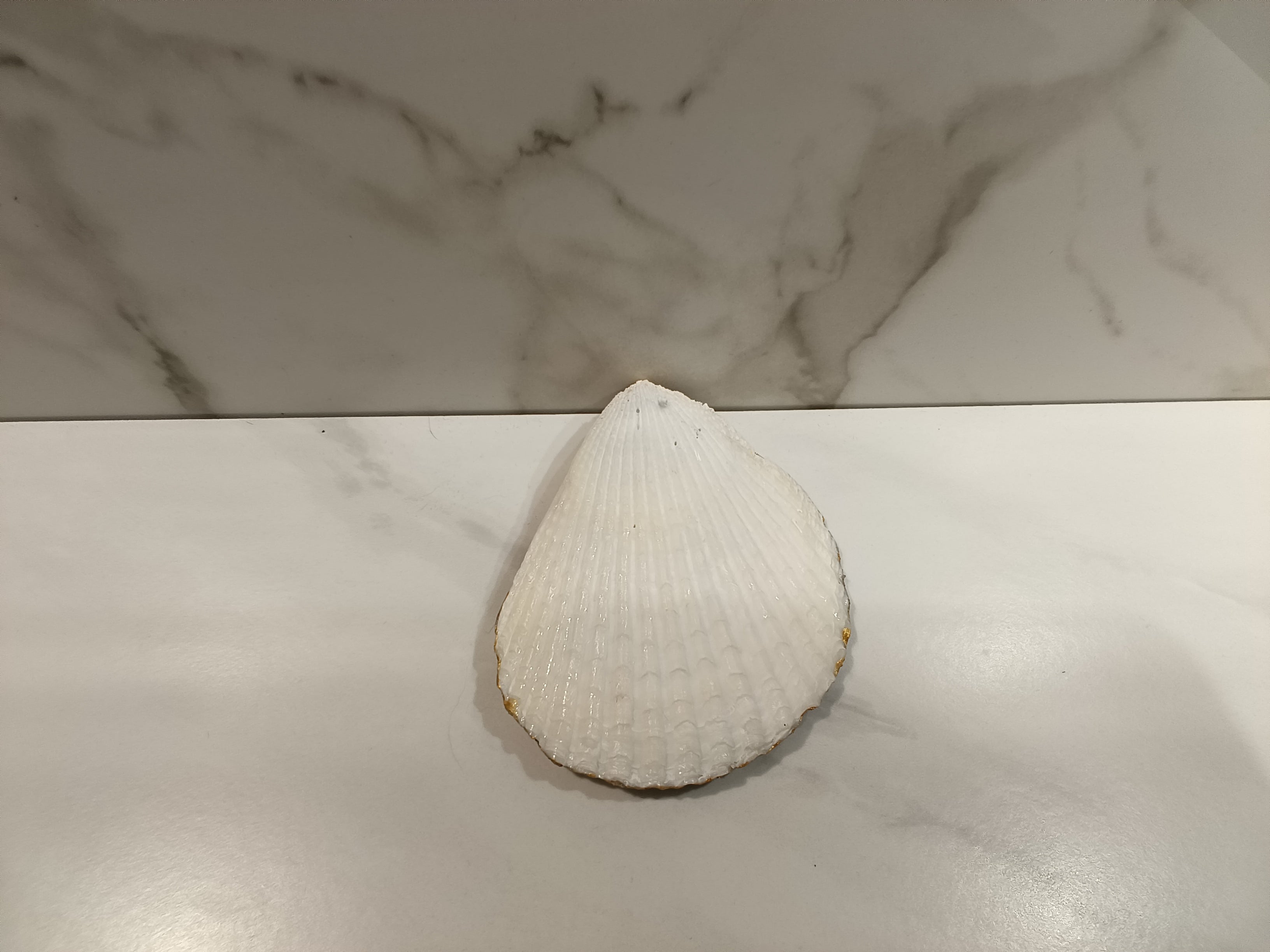Puppy in a Bucket Oyster Shell Dish with Gold Trim