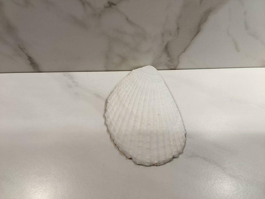 Peacock Oyster Shell Dish with Gold Trim & Iridescent Bead Accents