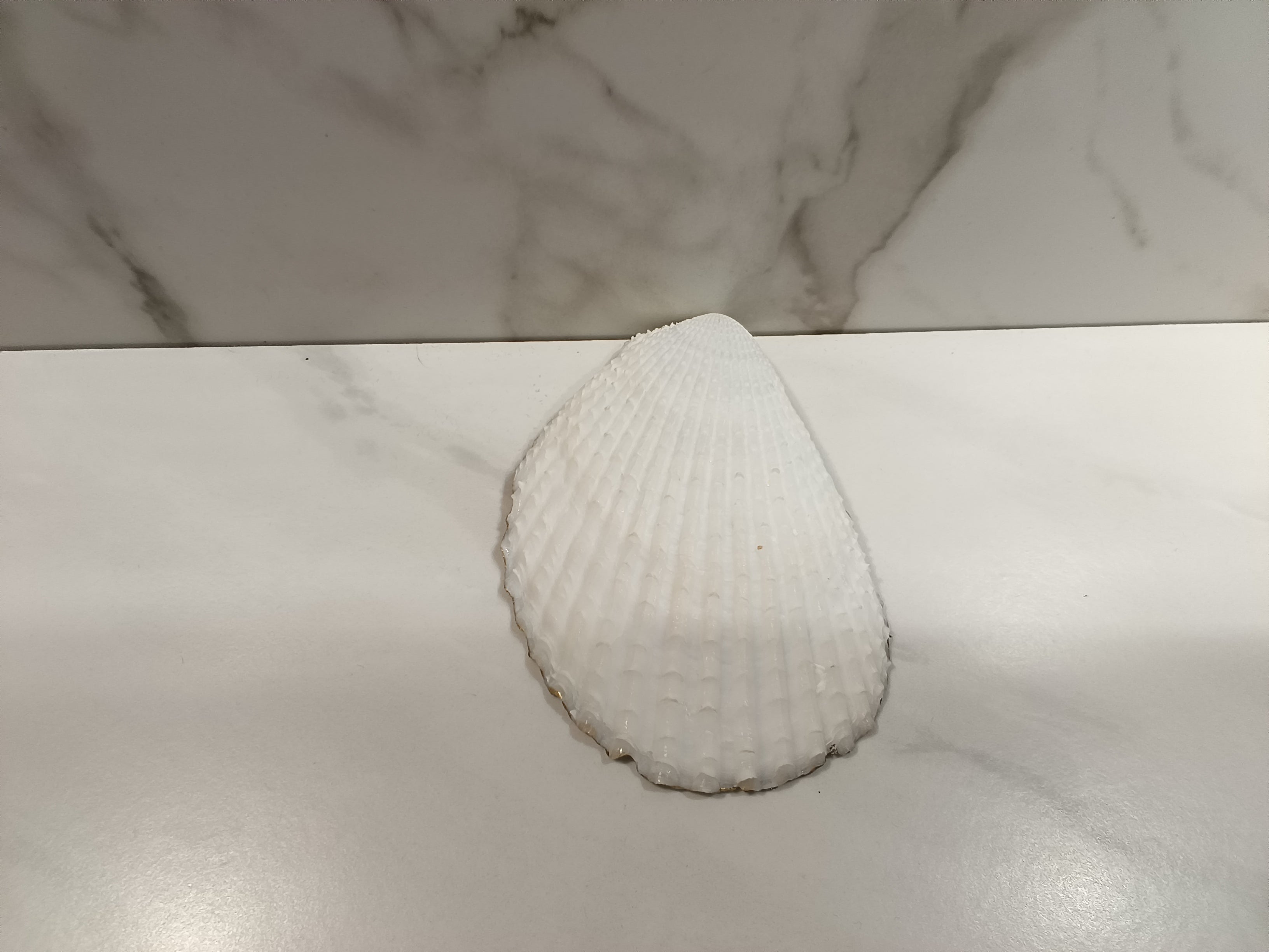 Peacock Oyster Shell Dish with Gold Trim & Iridescent Bead Accents