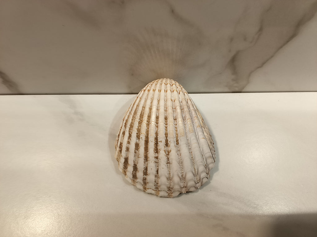 Lighthouse Scallop Shell Dish with Gold Trim