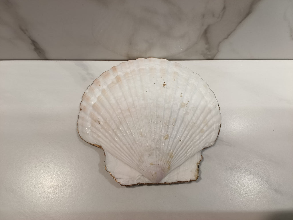Faith Cross Sunset Scallop Shell Dish with Gold Trim & Jewel Base