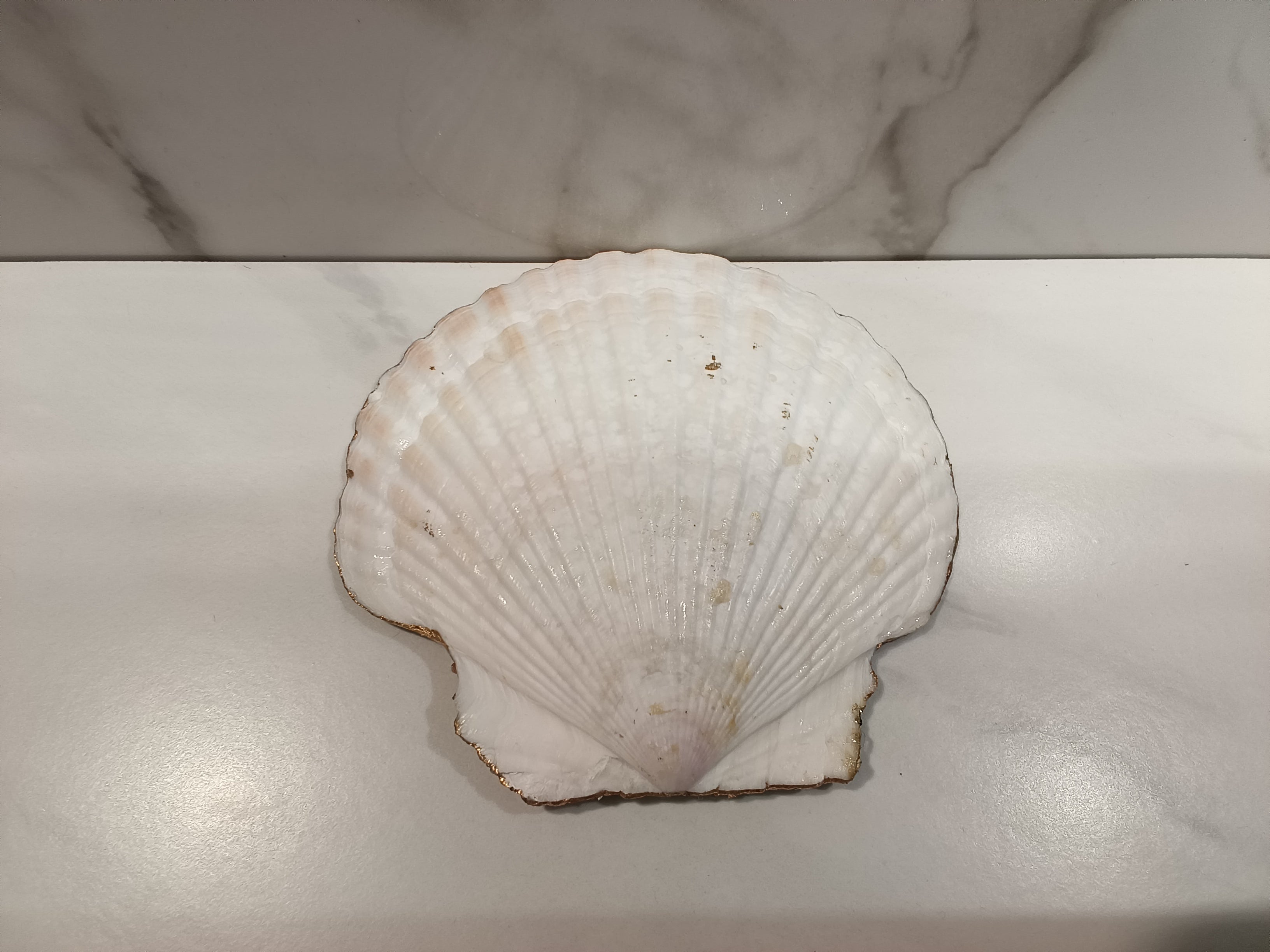 Faith Cross Sunset Scallop Shell Dish with Gold Trim & Jewel Base