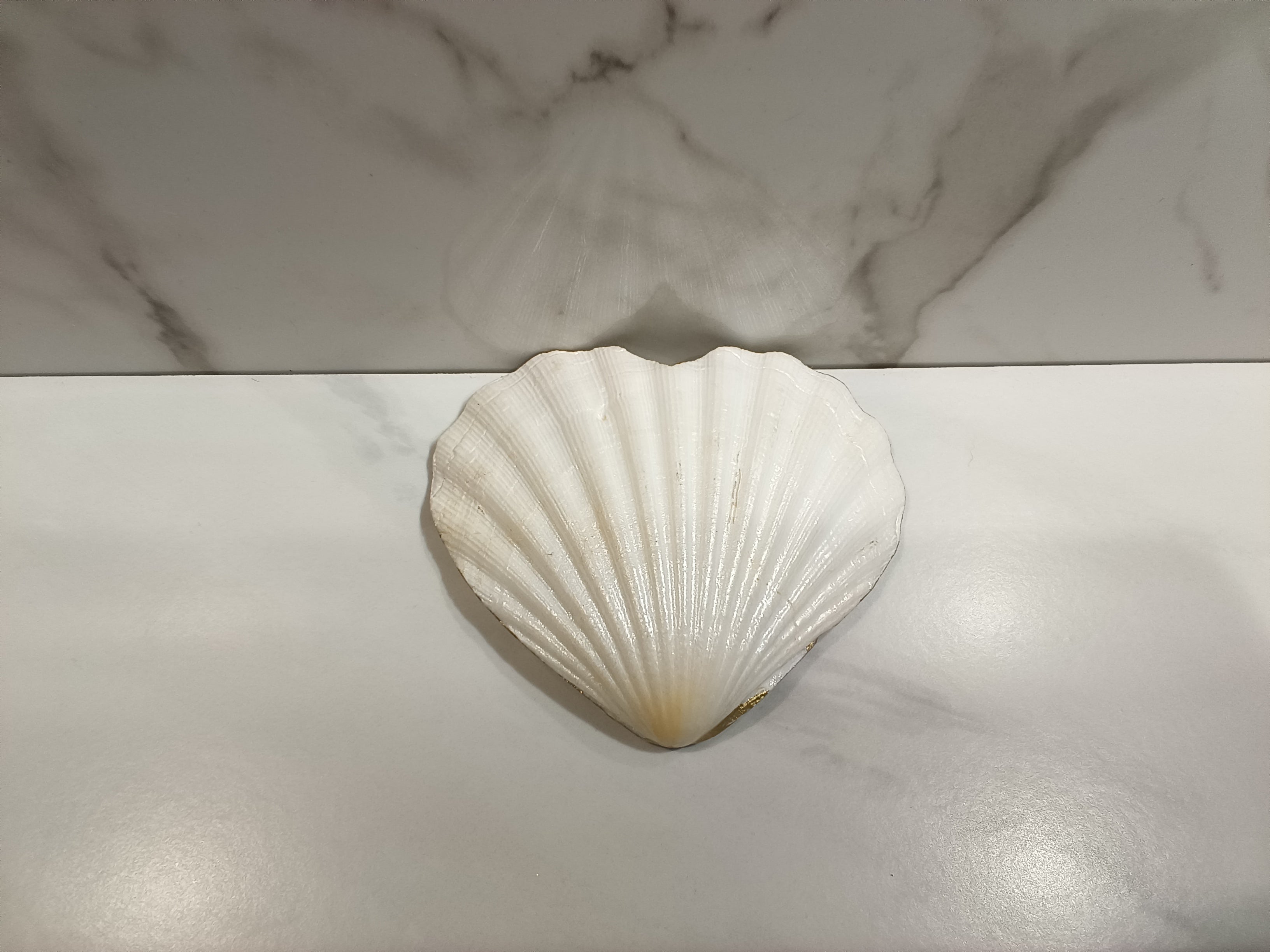 Hummingbird Floral Heart Shell Art Dish