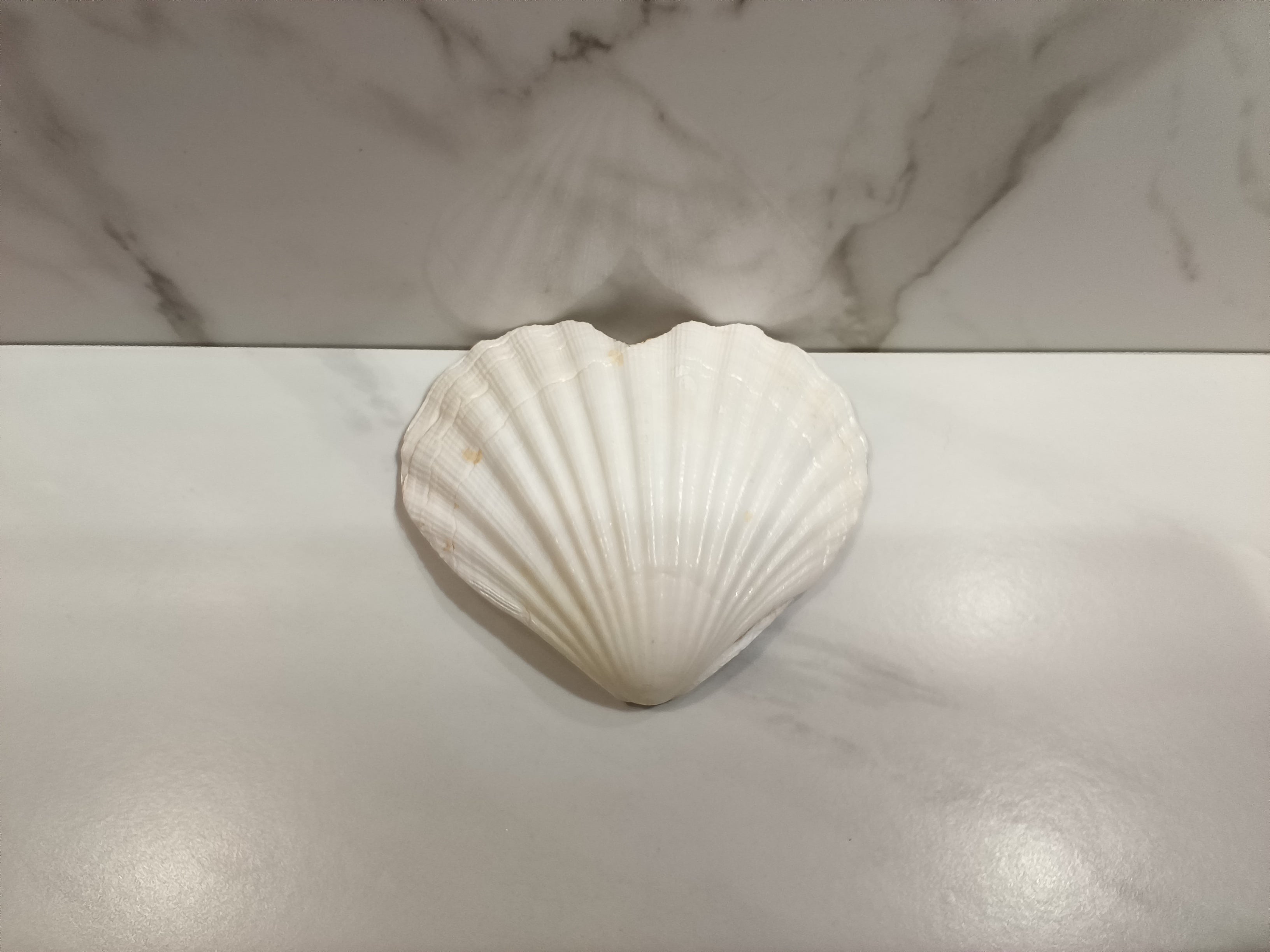 Chihuahua Duo Heart Shell Art Dish